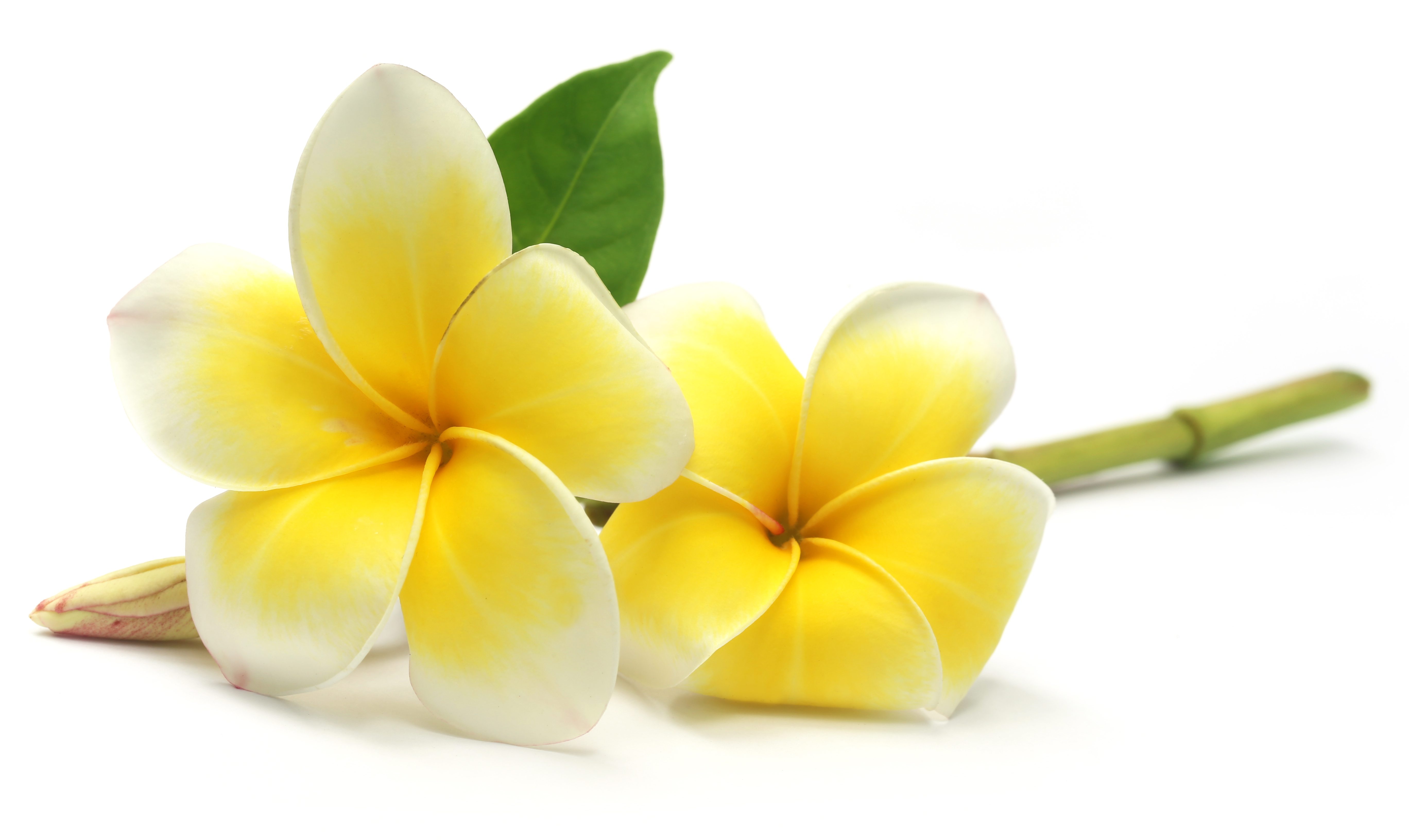 Tropcal Frangipani